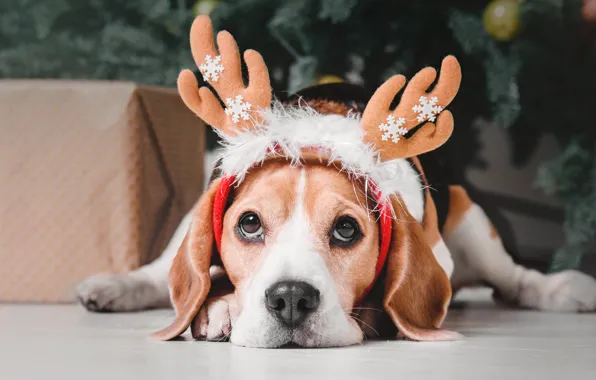Snowflakes, holiday, tree, Christmas, dog, horns