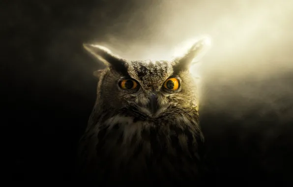 Picture eyes, look, light, owl