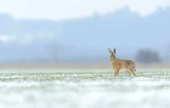 Winter, field, grass, snow, nature, fog, grey, hare