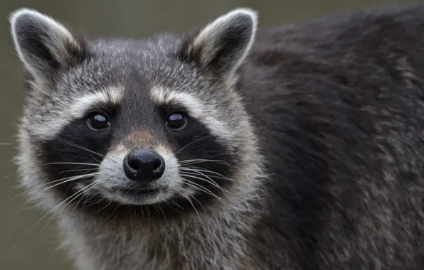 Look, animal, raccoon