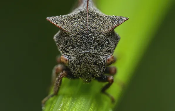 Picture beetle, bokeh, horned humpback, Eimar Kull, Centrotus cornutus