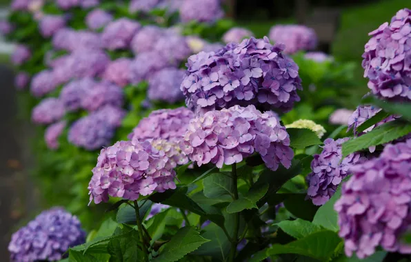 Picture summer, leaves, flowers, branches, garden, flowering, the bushes, a lot