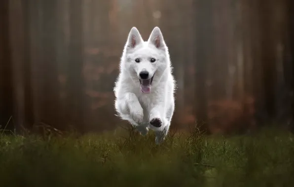 Picture grass, dog, running, bokeh, Belpya is a Swiss shepherd dog, Iza Lysoń