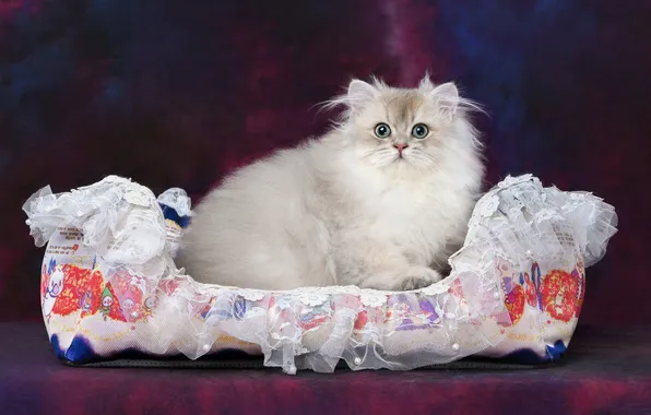 Cat, cat, look, pose, kitty, face