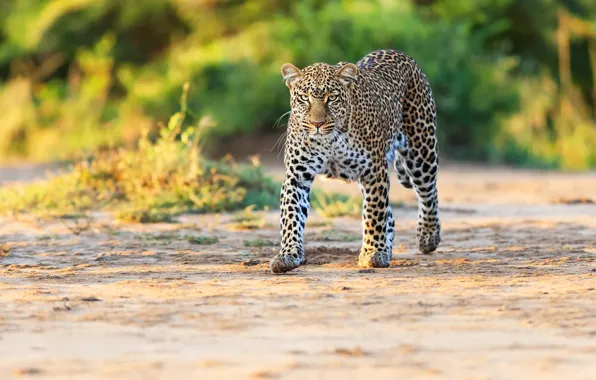 Grass, look, face, light, pose, glade, leopard, walk