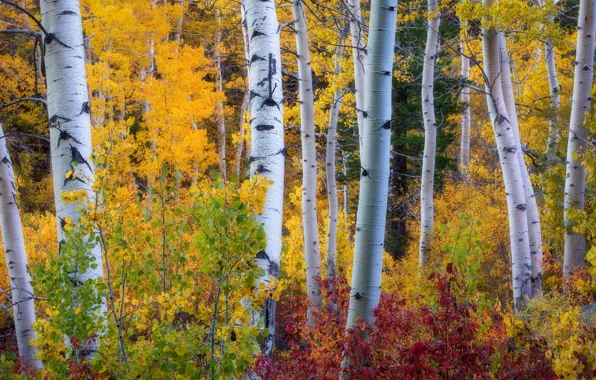 Autumn, forest, trees, thickets, trunks, foliage, the bushes, the colors of autumn