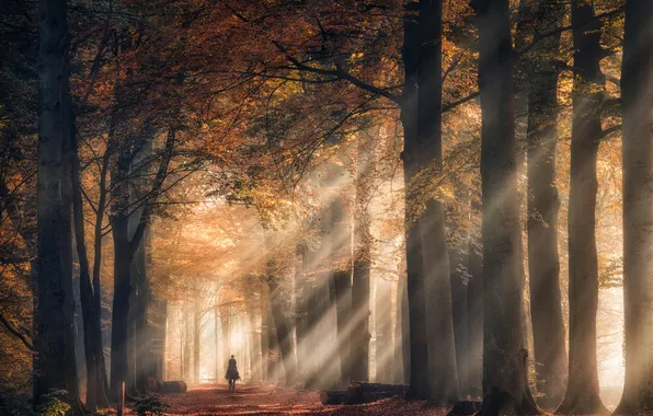 Autumn, forest, trees, fog, Park, horse, people, rider
