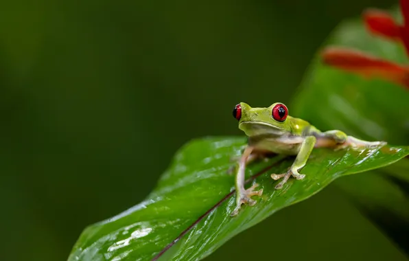 Leaf, frog, green background, red-eyed tree frog