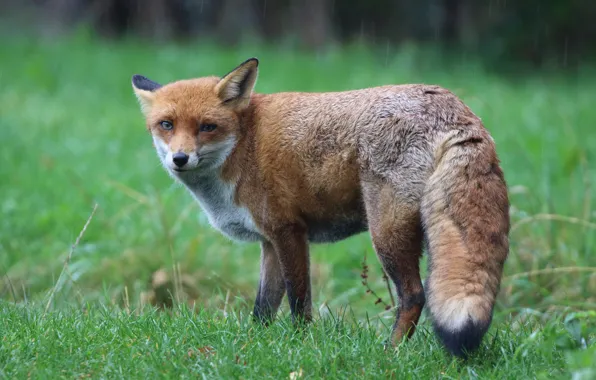 Grass, look, pose, rain, Fox, red, walk, Fox