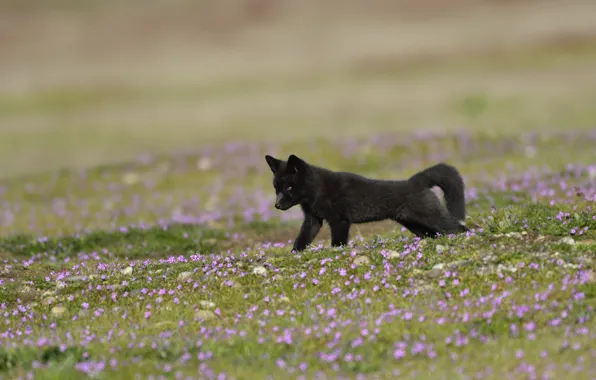 Flowers, black, glade, cub, Fox