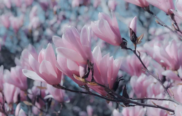 Flowers, branches, mood, spring, petals, gentle, pink, flowering