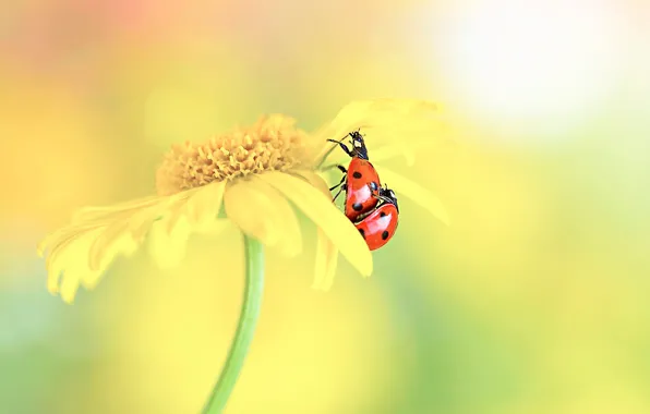 Flower, macro, love, yellow, red, background, ladybug, beetle