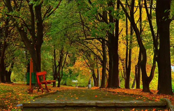 Autumn, Trees, Bench, Park, Fall, Park, Autumn, Falling leaves