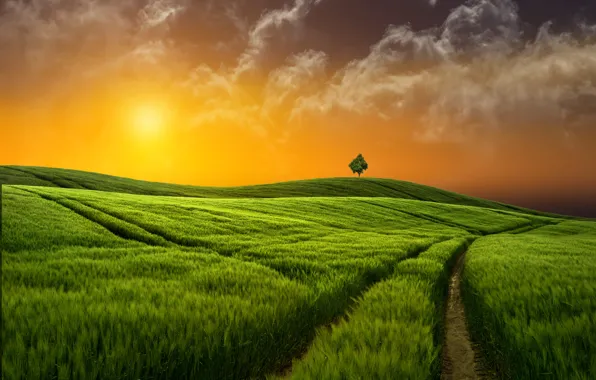 Field, grass, sunset, Nature