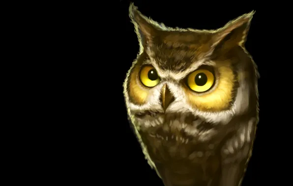 The dark background, owl, bird, owl