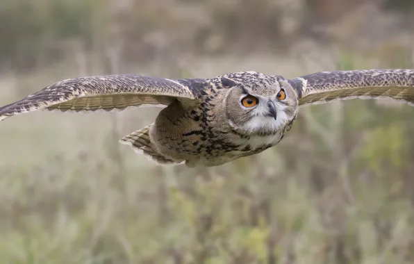 Picture flight, owl, bird, feathers, color