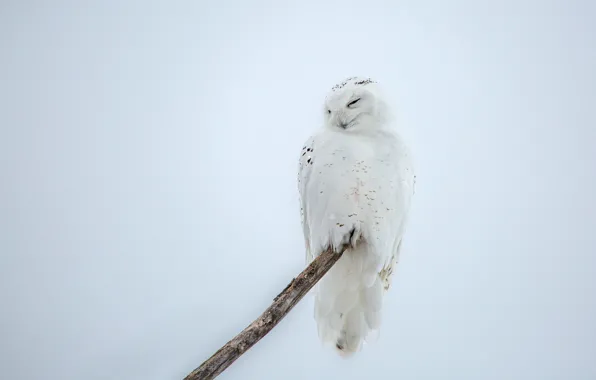 Picture winter, snow, owl, bird, light background, snowy owl