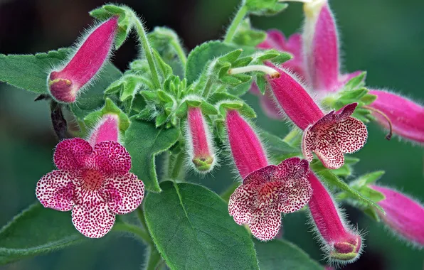 Leaves, flowers, Bush