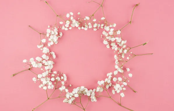 Flowers, white, white, pink background, pink, flowers, background, tender