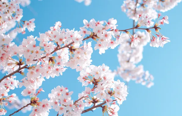 The sky, flowers, branches, spring, petals, garden
