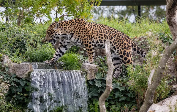 Thickets, waterfall, predator, spot, Jaguar, walk, wild cat, zoo