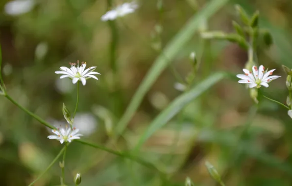 Grass, Flowers, white, in the woods
