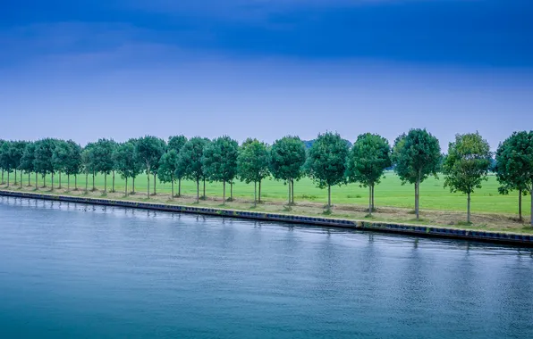 Field, summer, the sky, trees, blue, haircut, alley, promenade