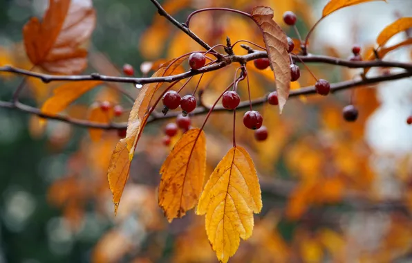 Picture autumn, berries, fruit