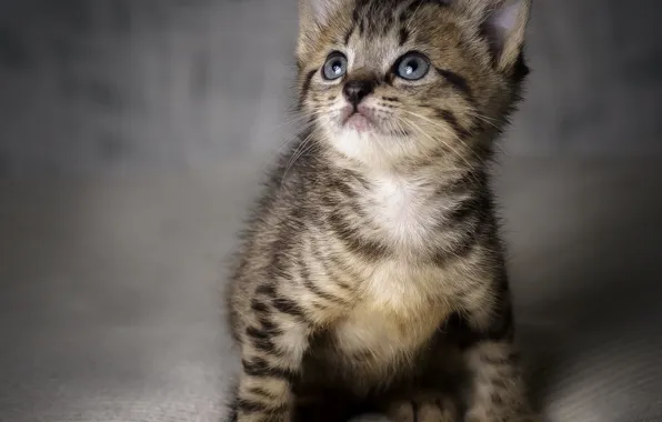 Picture portrait, baby, kitty