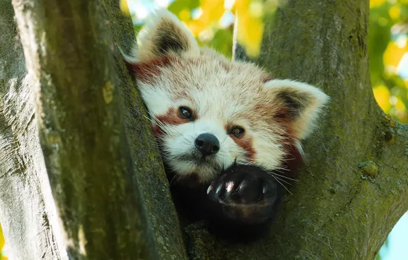 Look, tree, portrait, red Panda, face, red Panda, foot