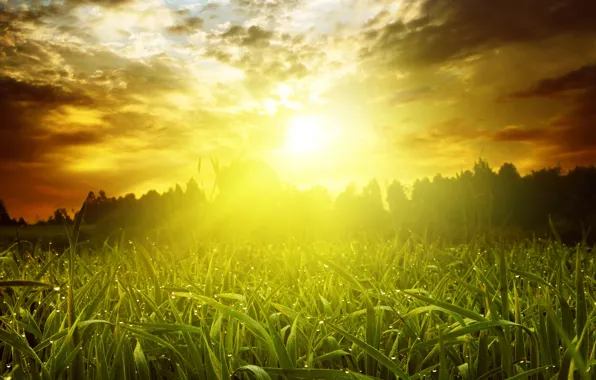 Greens, field, summer, the sky, grass, the sun, clouds, rays