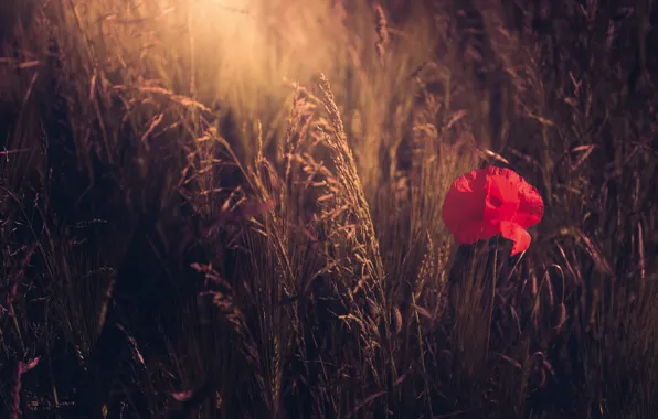 Field, summer, light, flowers, red, nature, the dark background, glade
