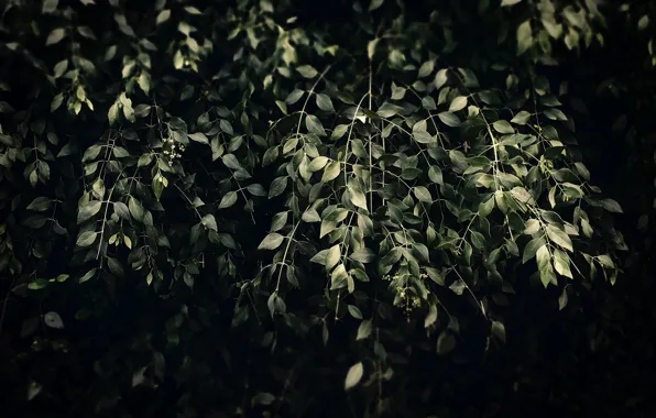 Nature, Leaves, Plant, Green, Background, Plants, Nature, Flora