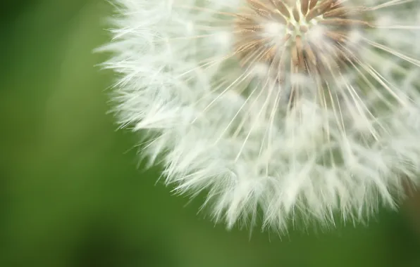 Flower, nature, background, dandelion, fluff