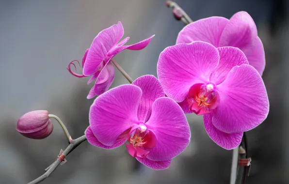 Picture paint, petals, Orchid, inflorescence