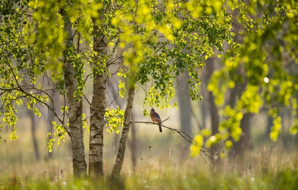 Picture light, branches, nature, tree, bird, foliage, focus, branch