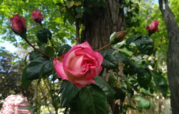 Buds, Roses, Roses