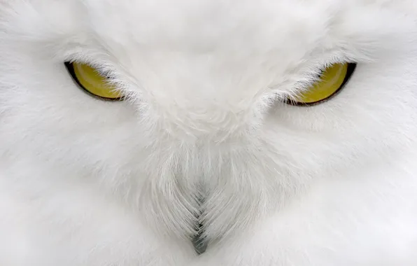 White, look, owl, white