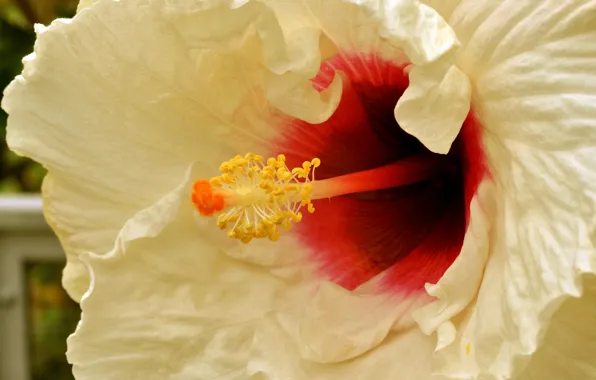 Flower, nature, hibiscus