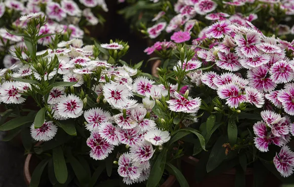 Leaves, flowers, garden, pink, white, pots, carnation, two-tone