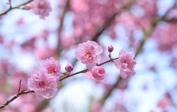 Picture trees, spring, flowering, drain