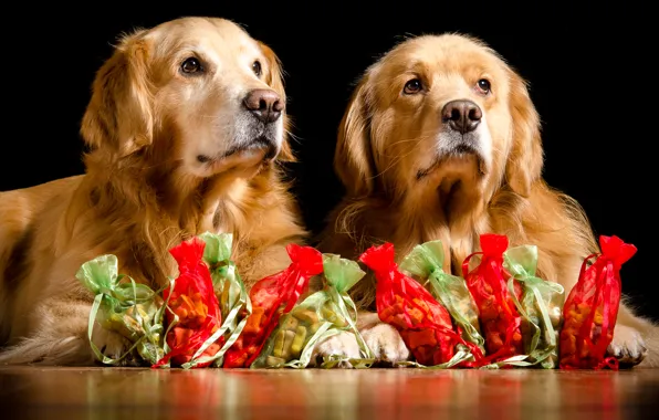 Dogs, pair, gifts, Golden Retriever, Golden Retriever