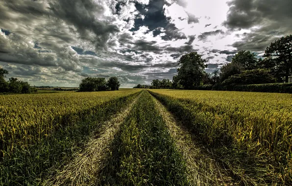 Picture field, summer, clouds, trees, track, ears