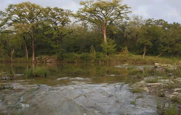 Forest, the sky, trees, river