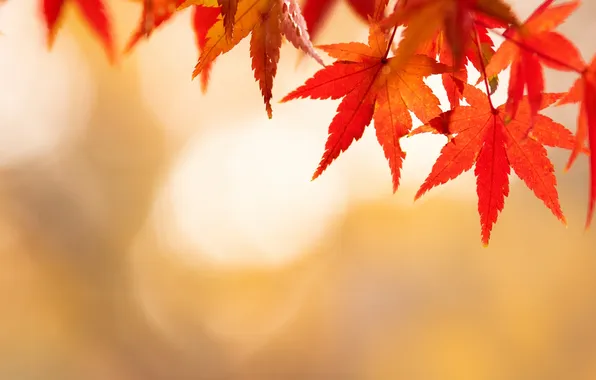 Autumn, leaves, Wallpaper, maple
