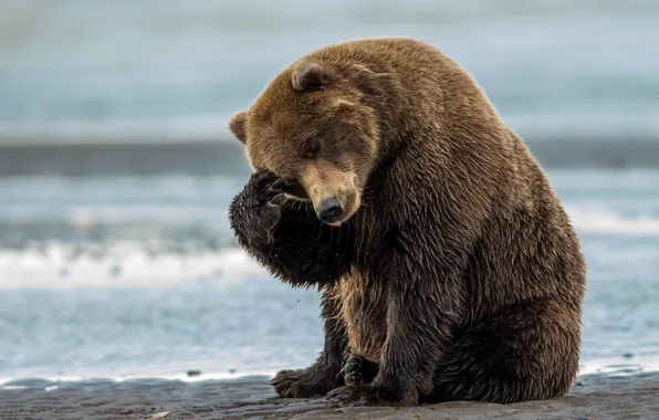 Beach, river, bear, bear, brown, thinker