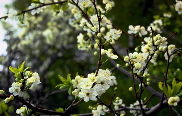 White, color, cherry, Cherry, White, Blossom
