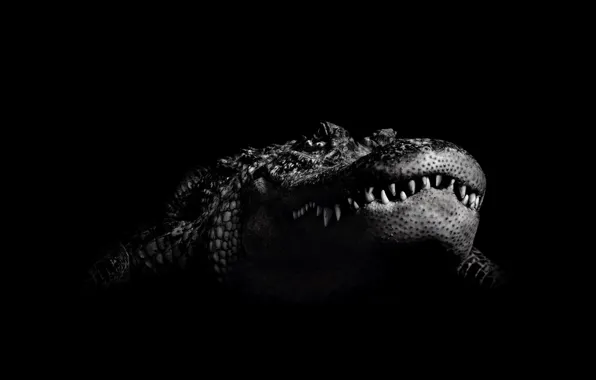 Black and white, crocodile