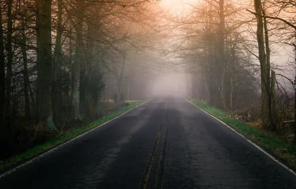 Road, fog, morning
