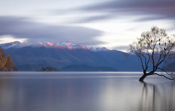 Mountains, lake, tree, New Zealand, panorama, New Zealand, water surface, Lake Wanaka